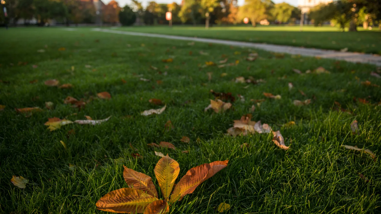 Picture of a buckeye leaf on the Oval grass